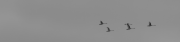 P1110259.png