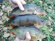 IMG_20160306_155245.jpg