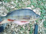 IMG_20160306_155129.jpg