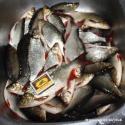 Krasnoper01042016.jpg