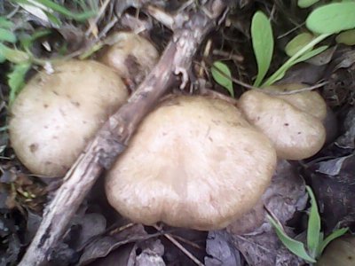 IMG0493A.jpg