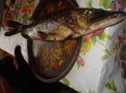 DSC04656.jpg