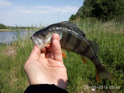 IMG_20160522_084606.jpg
