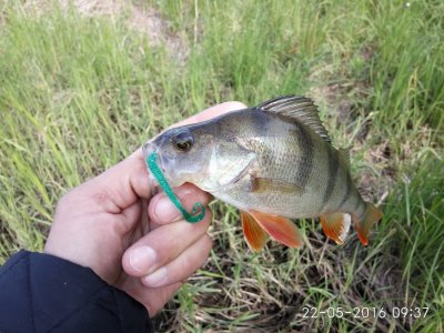 IMG_20160522_093741.jpg