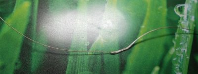 DSCN5574_500x188.jpg