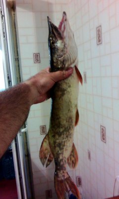 IMG_20140831_184728.jpg