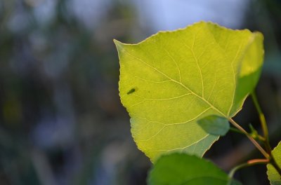 DSC_0740.JPG