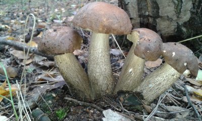 20161015_115155.jpg