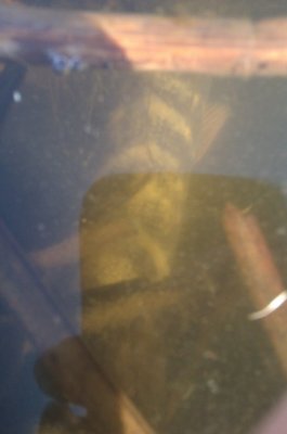IMAG0666.jpg