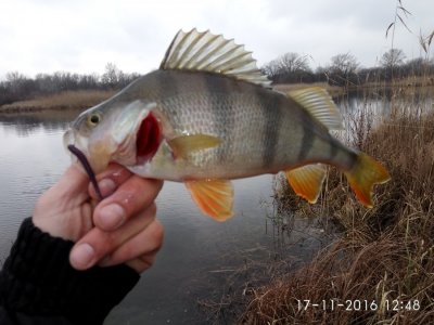 IMG_20161117_124858.jpg