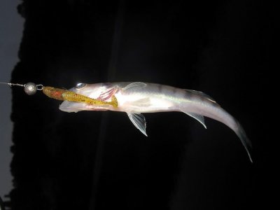 IMG_8675.jpg