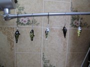 IMG_0263.JPG