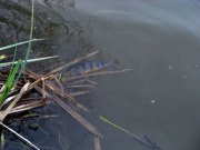 IMG_6419.jpg