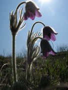 IMG_0800.JPG