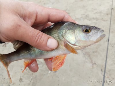 IMG_20170330_112655.jpg
