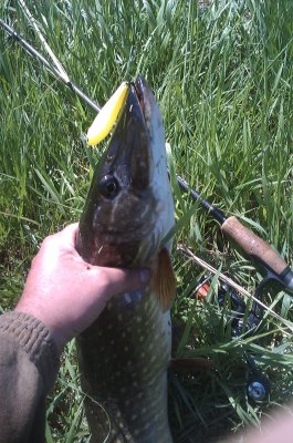 IMAG0778.jpg