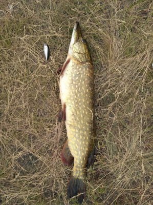 IMG_20170609_091553.jpg