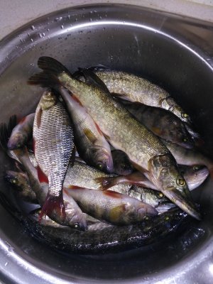 IMG_20170826_133033.jpg