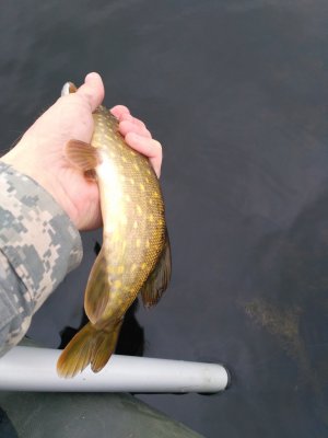 IMG_20170831_065102.jpg