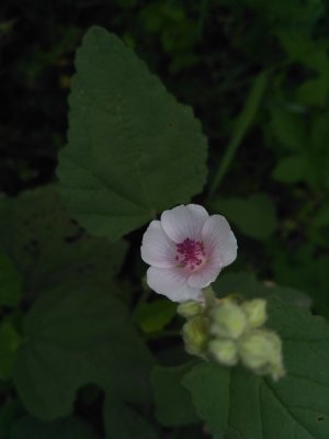 IMG_20170902_132008.jpg