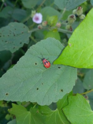 IMG_20170902_132617.jpg