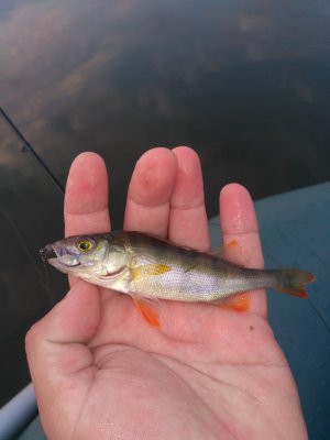 IMG_20170905_063251.jpg