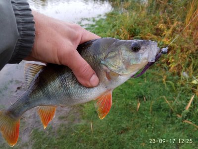 IMG_20170923_122506.jpg