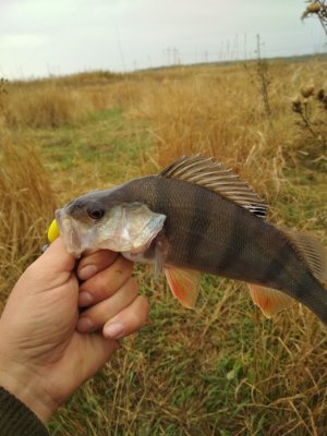 IMG_20171014_084925.jpg