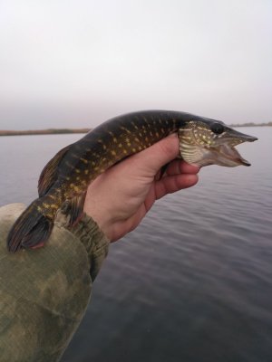 IMG_20171021_091633.jpg