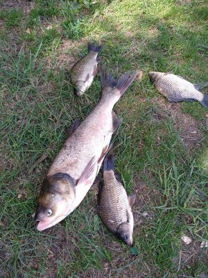 IMG_20180708_114218.jpg
