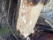 100_1801.JPG