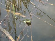 IMG_1019.JPG