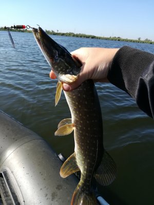 IMG_20180808_083655.jpg