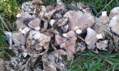 20180916_125452.jpg