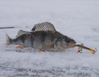 real perch+real pike.JPG