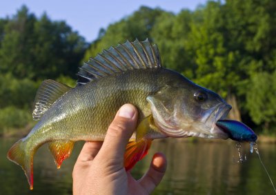 JACKALL Cherry 1 footer + perch.JPG