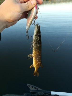 IMG_20190831_062321.jpg