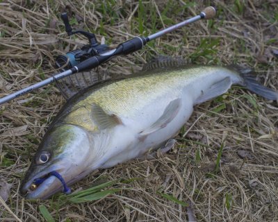 FAVORITE_Impulse_+_SHIMANO_Vanquish_+_KEITECH_Swing_Impact_+_SELECT 2.JPG