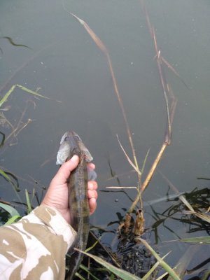 IMG_20201010_070434.jpg