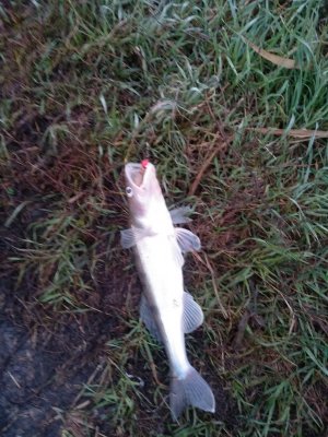 IMG_20201020_070524.jpg