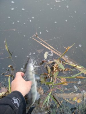 IMG_20201020_072056.jpg