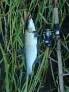 DSC02926.JPG