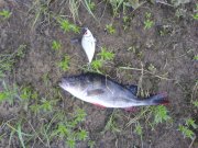 DSC02947.JPG