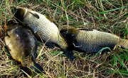 DSC03383.jpg