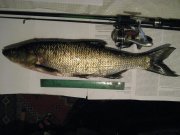 IMG_1704.jpg
