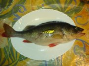 DSC02958.JPG