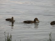 DSCN5817.JPG