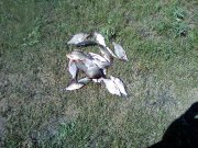 PIC-0115.jpg