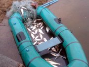 ChFish_0157.jpg
