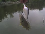 jerrys-big-fish_2.jpg